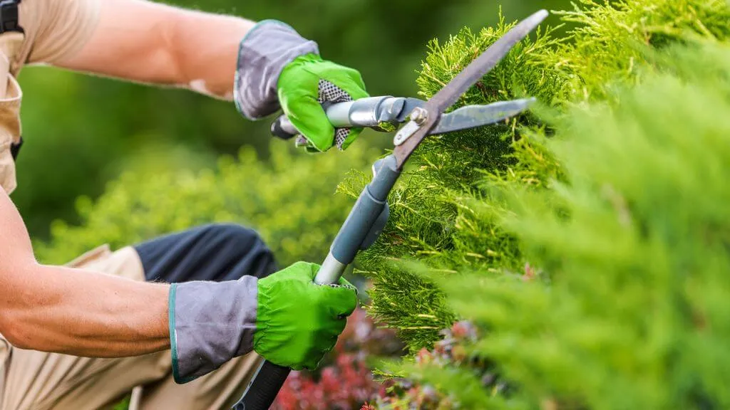 Monsoon Lawn Prep